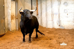 Campo Pequeno: Os toiros para a alternativa de Miguel Moura